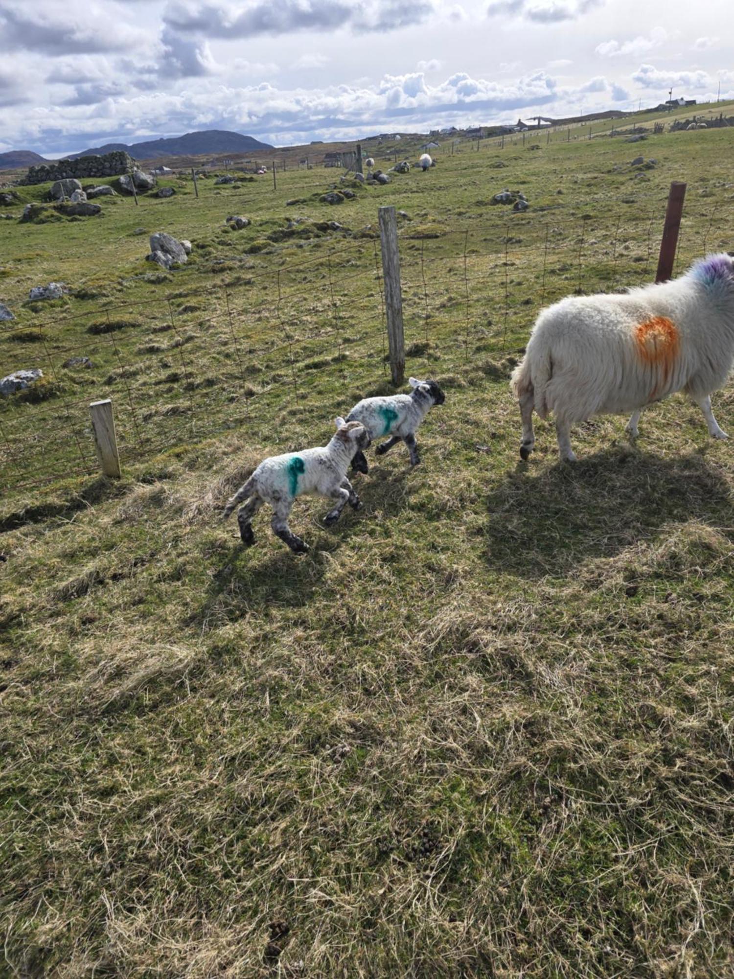 Вилла Squealing Pig Bothy Barvas Экстерьер фото