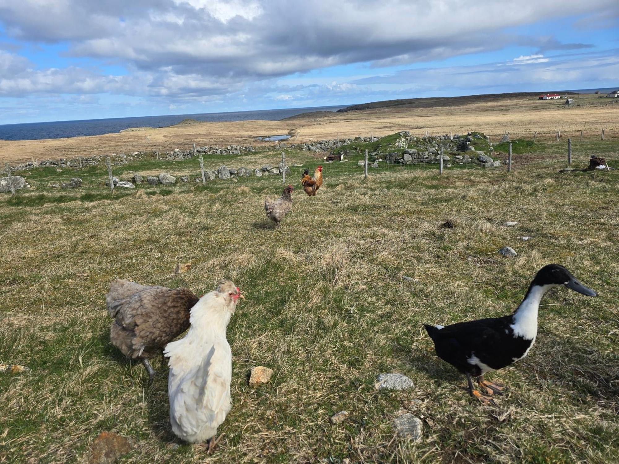 Вилла Squealing Pig Bothy Barvas Экстерьер фото